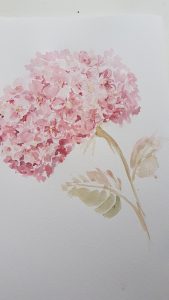 Single Hydrangea watercolour painting by Rose and foxgloves